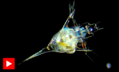 Derfor er plankton så viktig