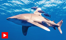 Dykk med en av verdens råeste haier