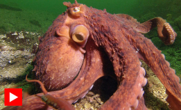 Smart blekksprut stjeler krabber