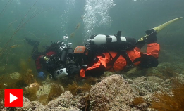 Se video fra NM i Undervannsfoto