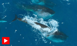 300 finnhvaler dukket opp samtidig