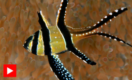 Vakker, men farlig invasjon