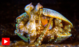 Blekkspruten bygger seg en festning