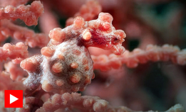 Pygmesjøhest i Lembeh Strait