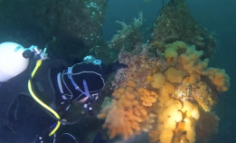 M/S Karlshorst i Nappstraumen