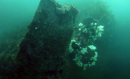 M/S Elgry ved Sogndalstrand