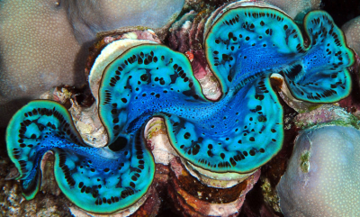 Avføring holder korallrevet sunt