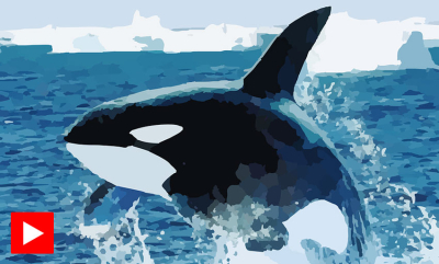 De 5 beste scenene med spekkhoggere