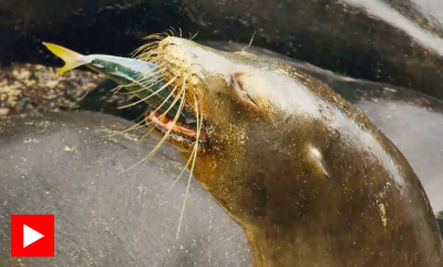 Samarbeider om å jakte på fisk