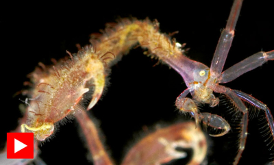 En hissig liten slosskjempe