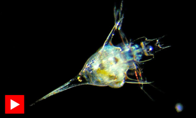 Derfor er plankton så viktig
