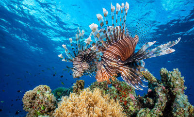 Blinkskudd fra Tubbataha Reef