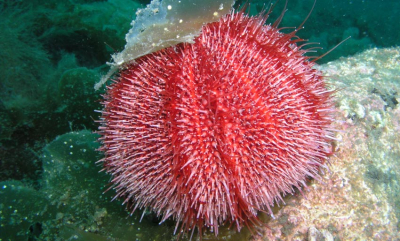 De røde og grønne er vanligst