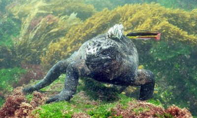 Dyrelivet på Galápagos er truet