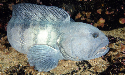 Har dokumentert at de slåss