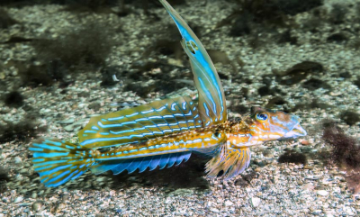 Peniskamper og sniking: Slik flørter de i havet