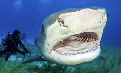 Blinkskudd av tigerhai på Bahamas