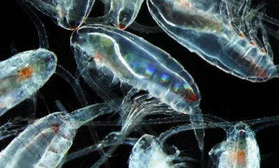 Kan ha vært feilidentifisert