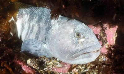 Kan steinbit redde tareskogen?