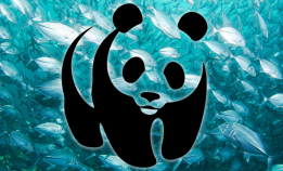 Ledig stilling hos WWF Norge