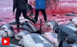 Her ble 1.428 delfiner drept på søndag